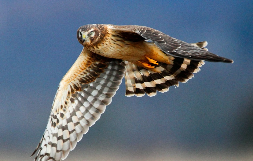 northern harrier vs hawk northern harrier vs hawk