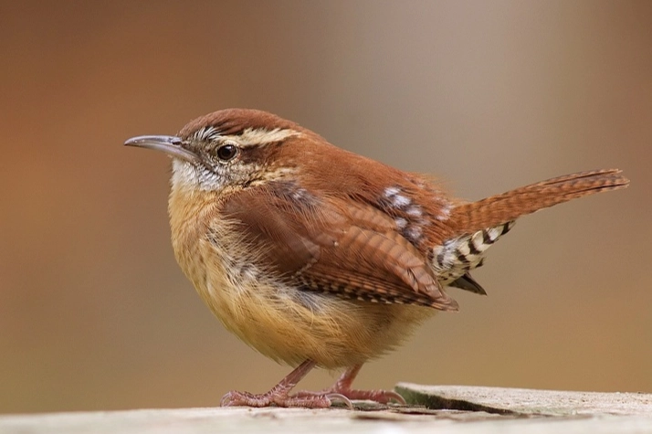 carolina wren identification carolina wren identification