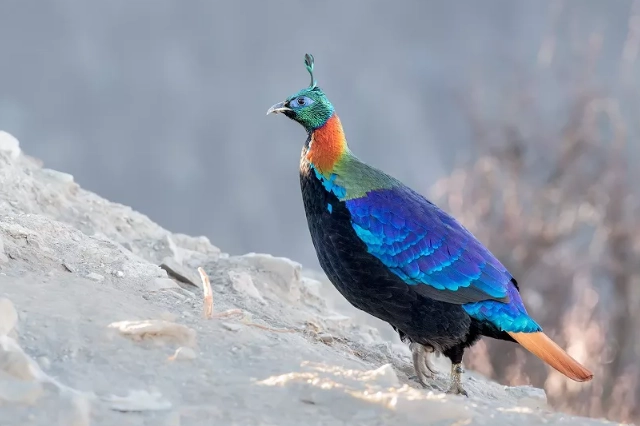 bird watching Himalayas