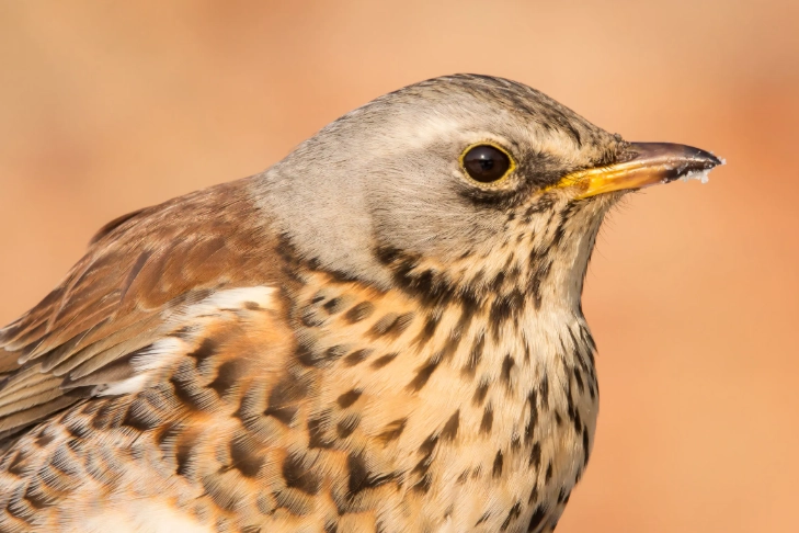 how to identify thrush birds