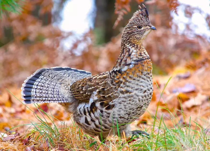 ruffed grouse drumming
