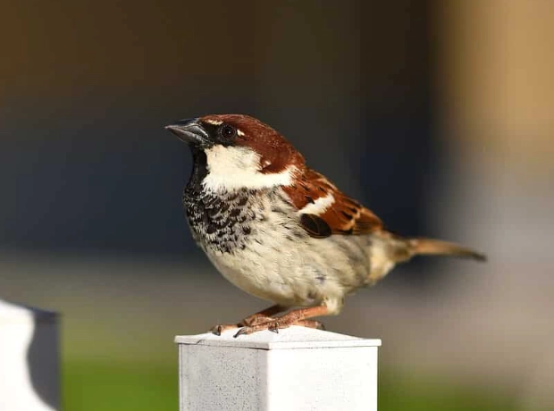 Italian bird species checklist