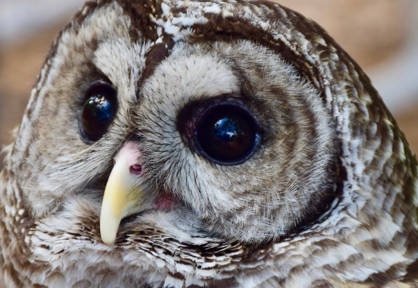 identify barred owl call