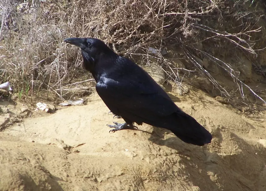 raven behavior
