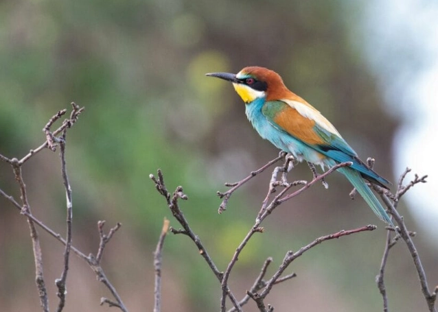 best birdwatching Greece