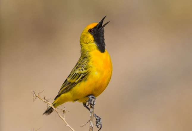 UK bird identification