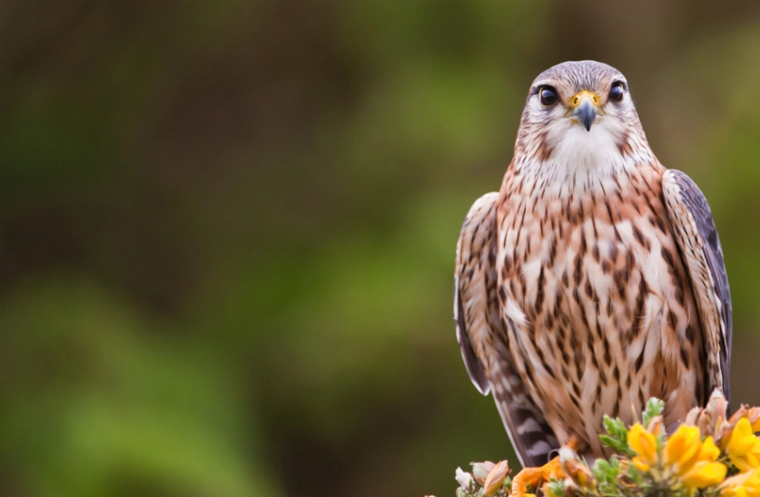 bird identification app