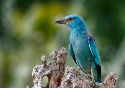birds of Greece islands