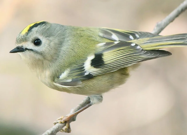 Best places for birdwatching in the UK