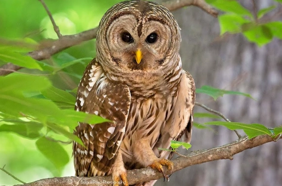 barred owl sounds