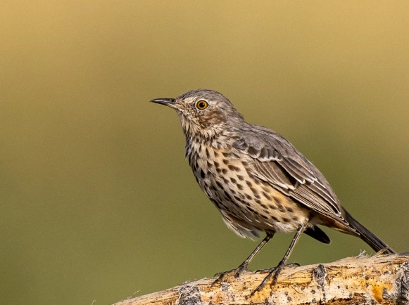 thrush vs other brown birds