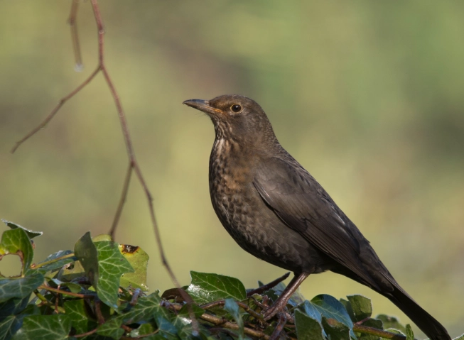 thrush vs other brown birds