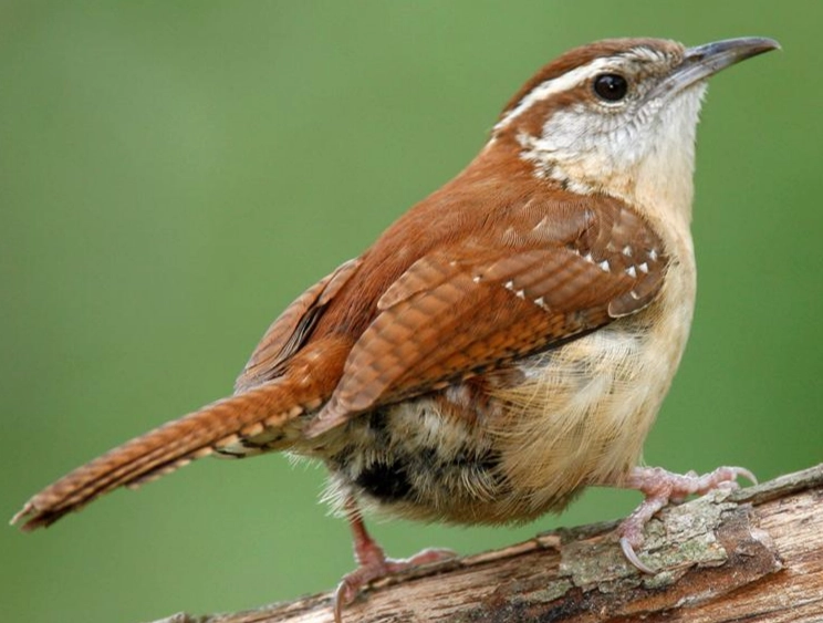 attract carolina wren attract carolina wren