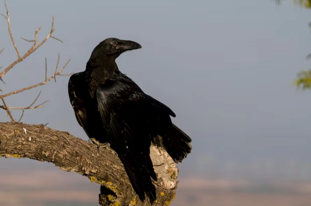 common raven