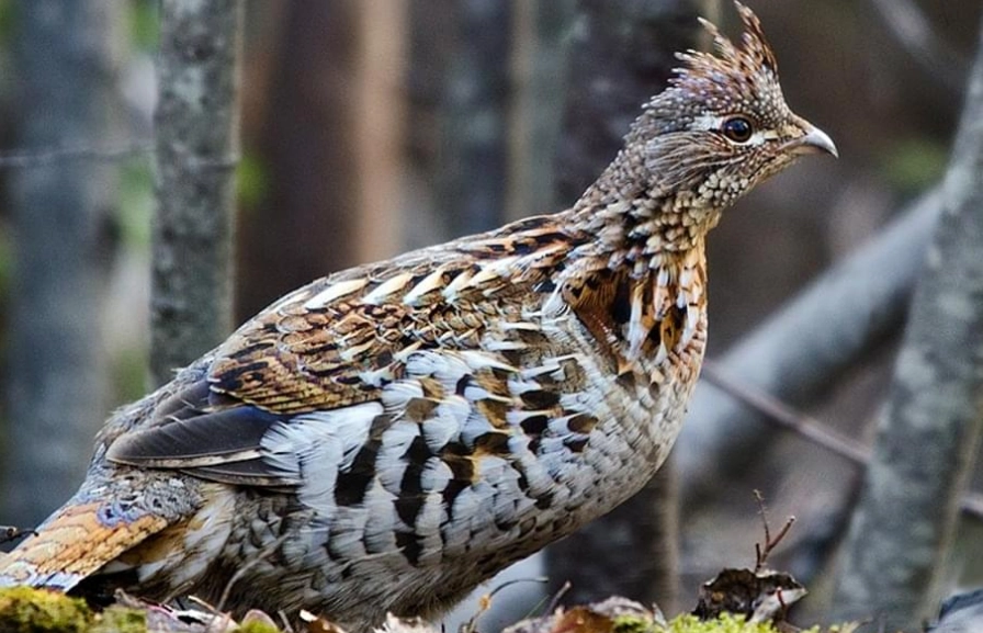ruffed grouse drumming