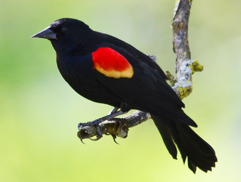 red-winged blackbird identification red-winged blackbird identification