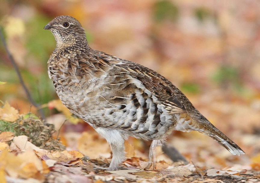 ruffed grouse habitat