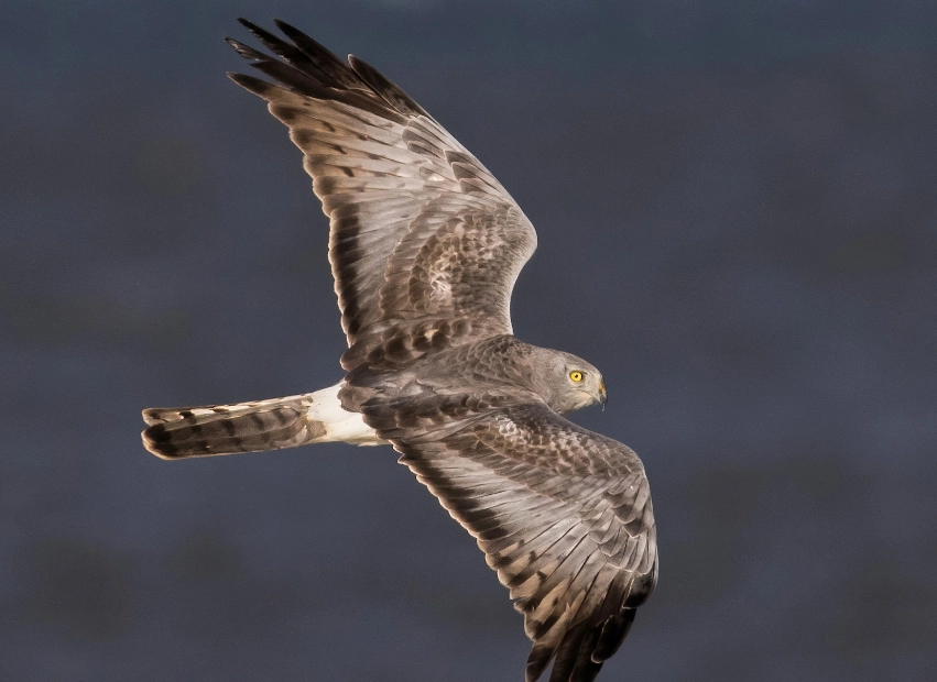 northern harrier vs hawk northern harrier vs hawk
