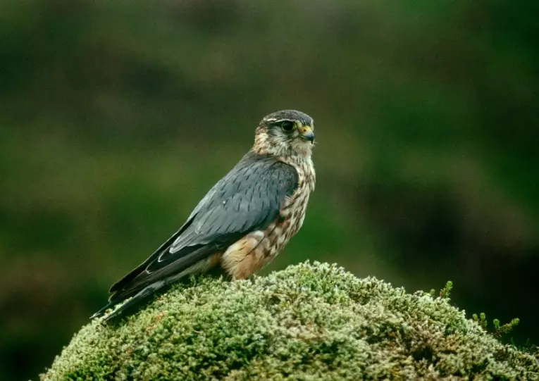 identify birds by photo