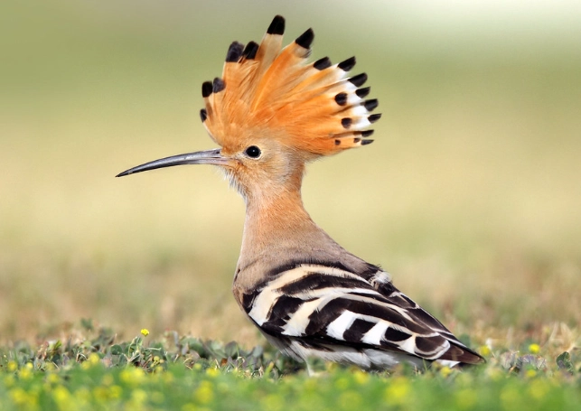 birds of the Middle East