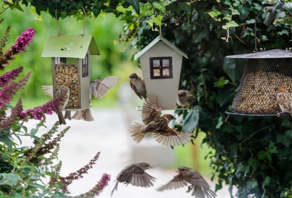 how to attract birds