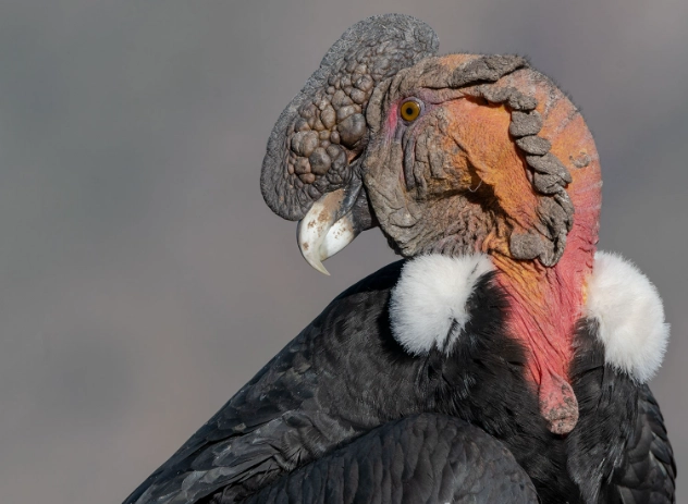 andean birdwatching guide