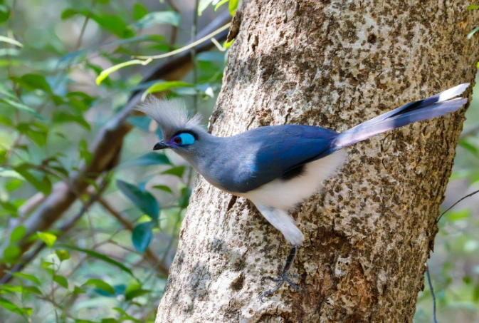 endemic birds of Madagascar