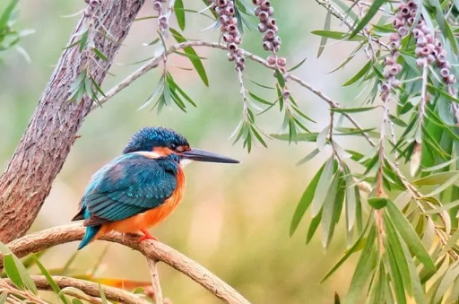 worldwide kingfisher types