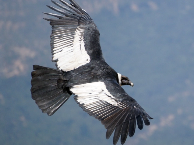 andean birdwatching guide