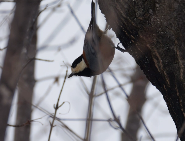 japanese birds species