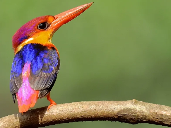 worldwide kingfisher types