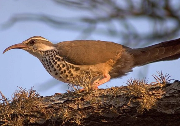 endemic birds of Madagascar