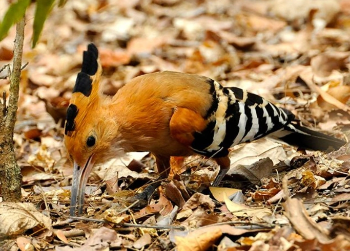 rare Madagascar birds