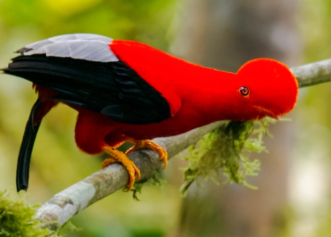 andean birds