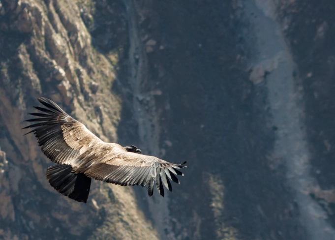 andean birdwatching guide