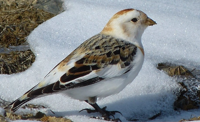 arctic tundra birds