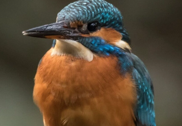 kingfisher species