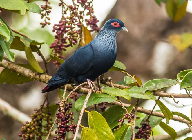rare Madagascar birds