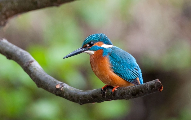 kingfisher species