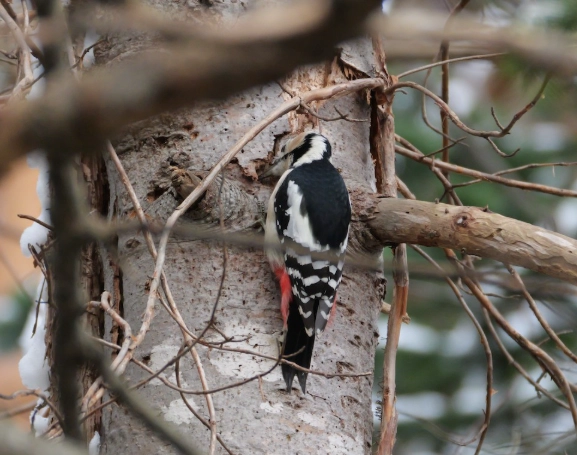 japanese birds species