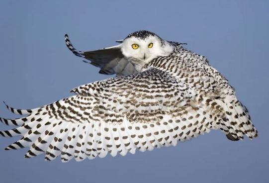 arctic bird watching