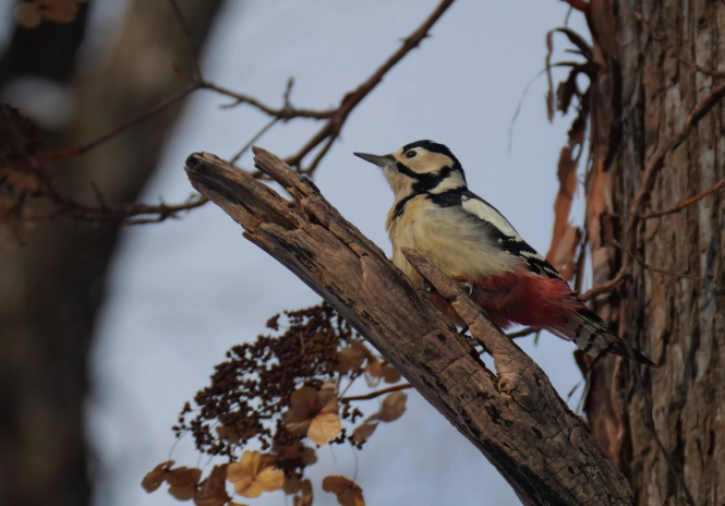 japanese birds species