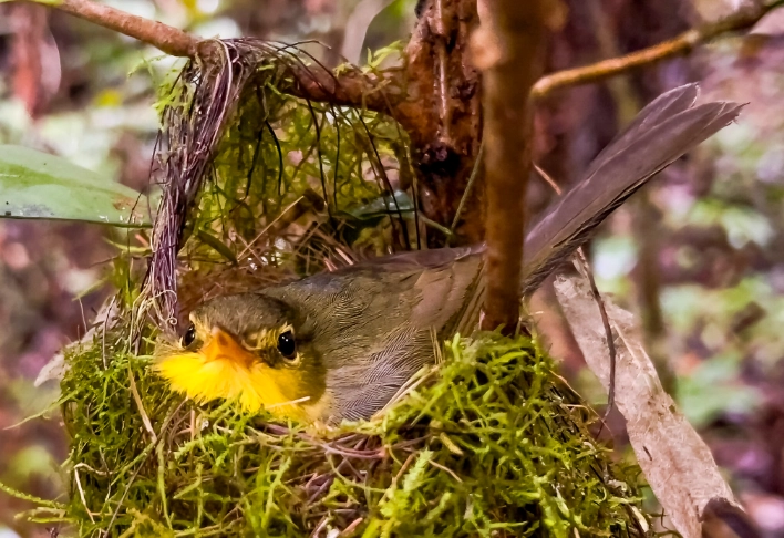 Madagascar birding guide