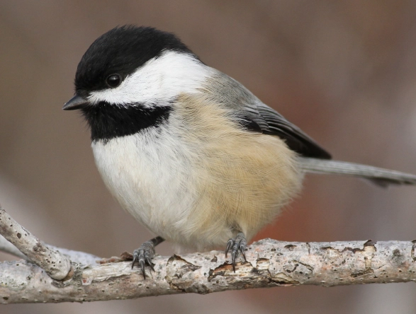 chickadee identification