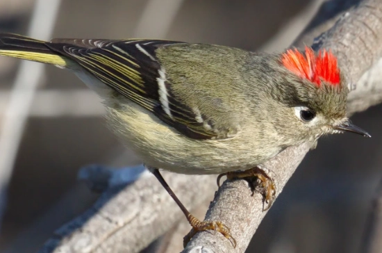 ruby-crowned kinglet identification
