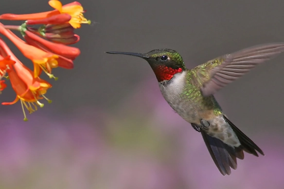 hummingbird migration