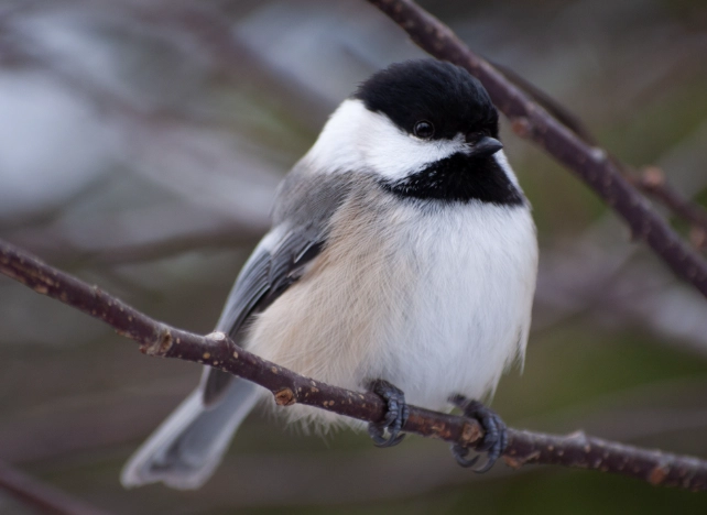 attract chickadees