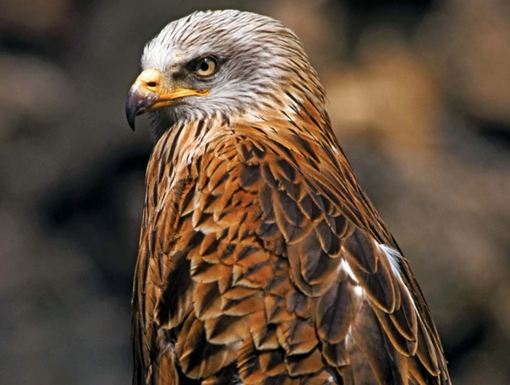 best binoculars for hawk watching