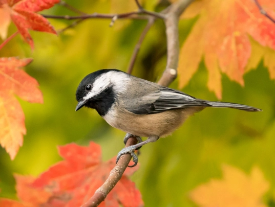 chickadee identification