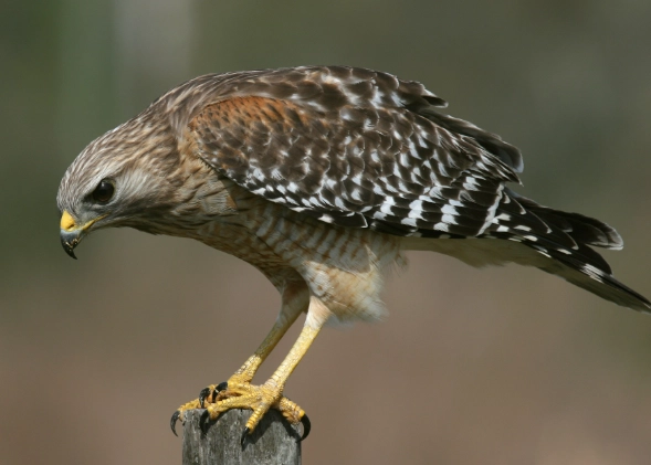 best binoculars for hawk watching